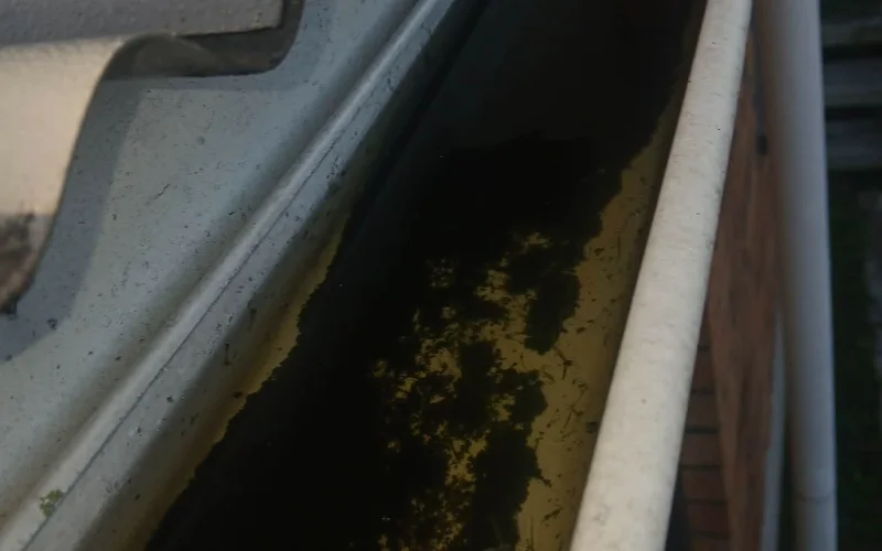 Gutter cleaning Auckland leaves debris removal