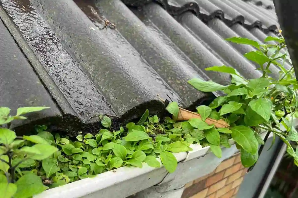 Gutter Overflow Provisions in NZ — What They Are