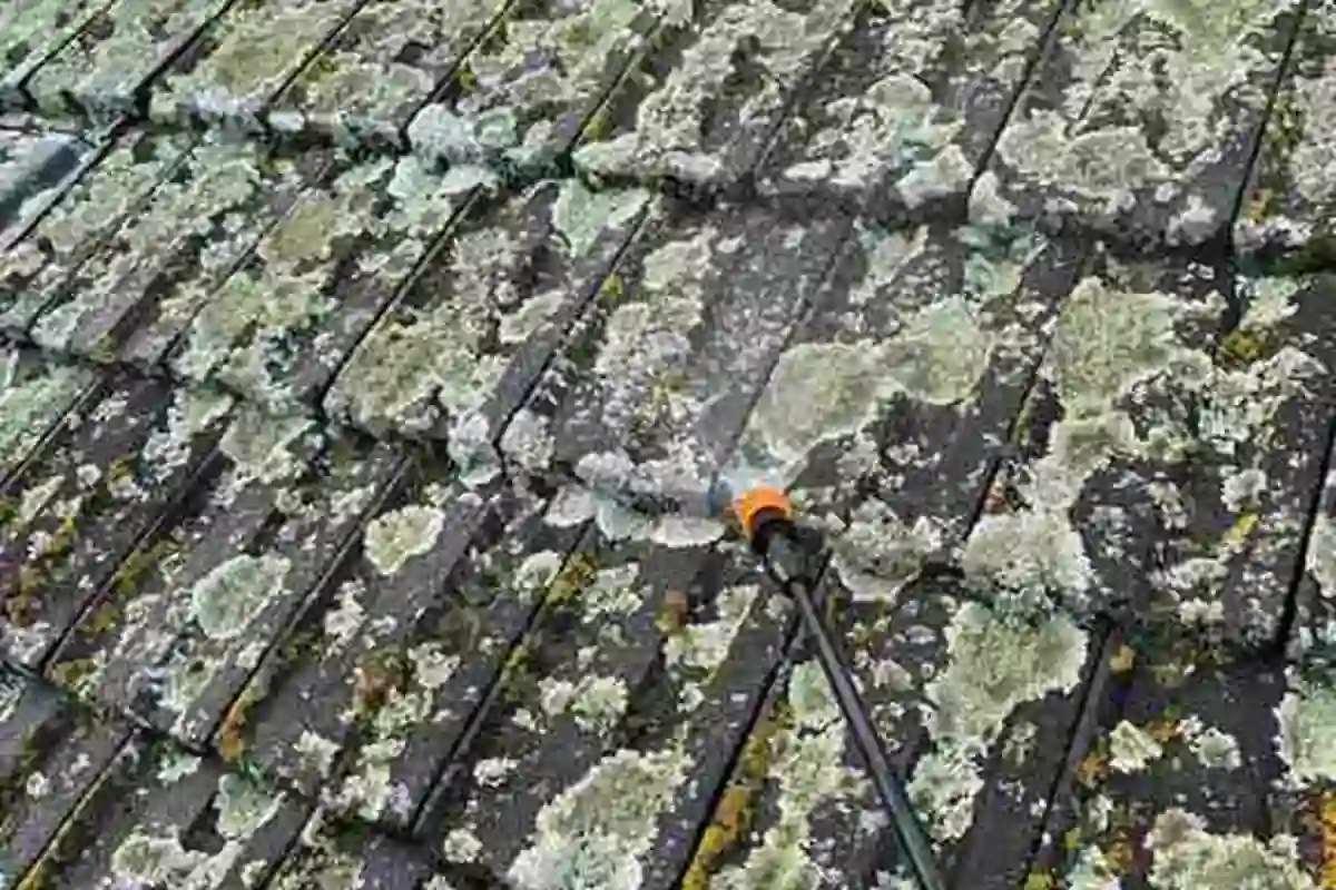 Roof Cleaning Cost in Auckland — 2026 Price Guide