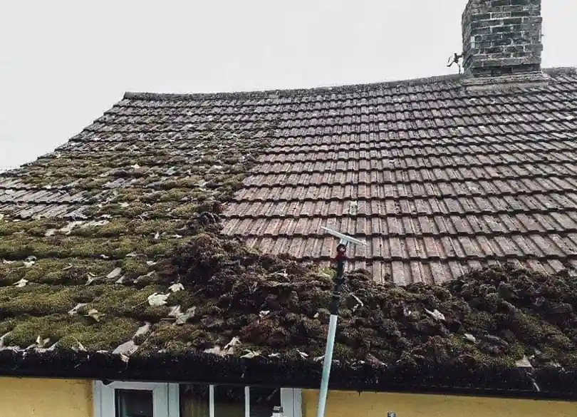 Roof moss treatment on an Auckland home killing moss and lichen at the root